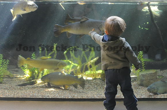 Fish Tank