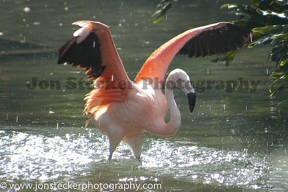 Flamingo in Orlando