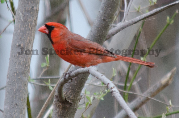 20140411-DSC_8266