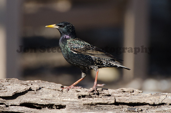 20140410-DSC_8014