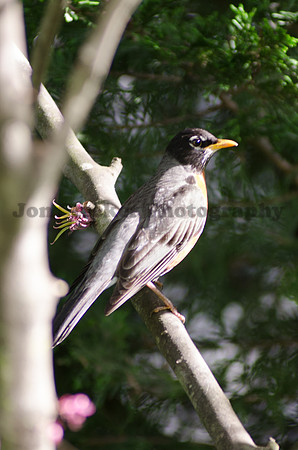 20120429-DSC_3405