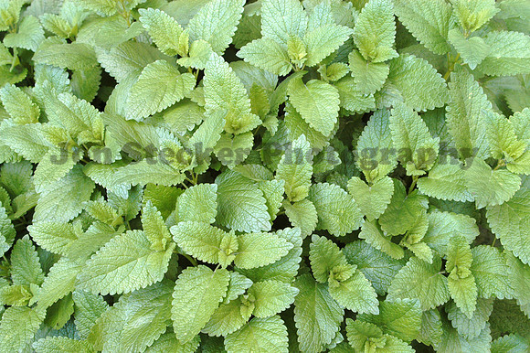 Mints
